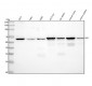 Anti-Src Rabbit Monoclonal Antibody